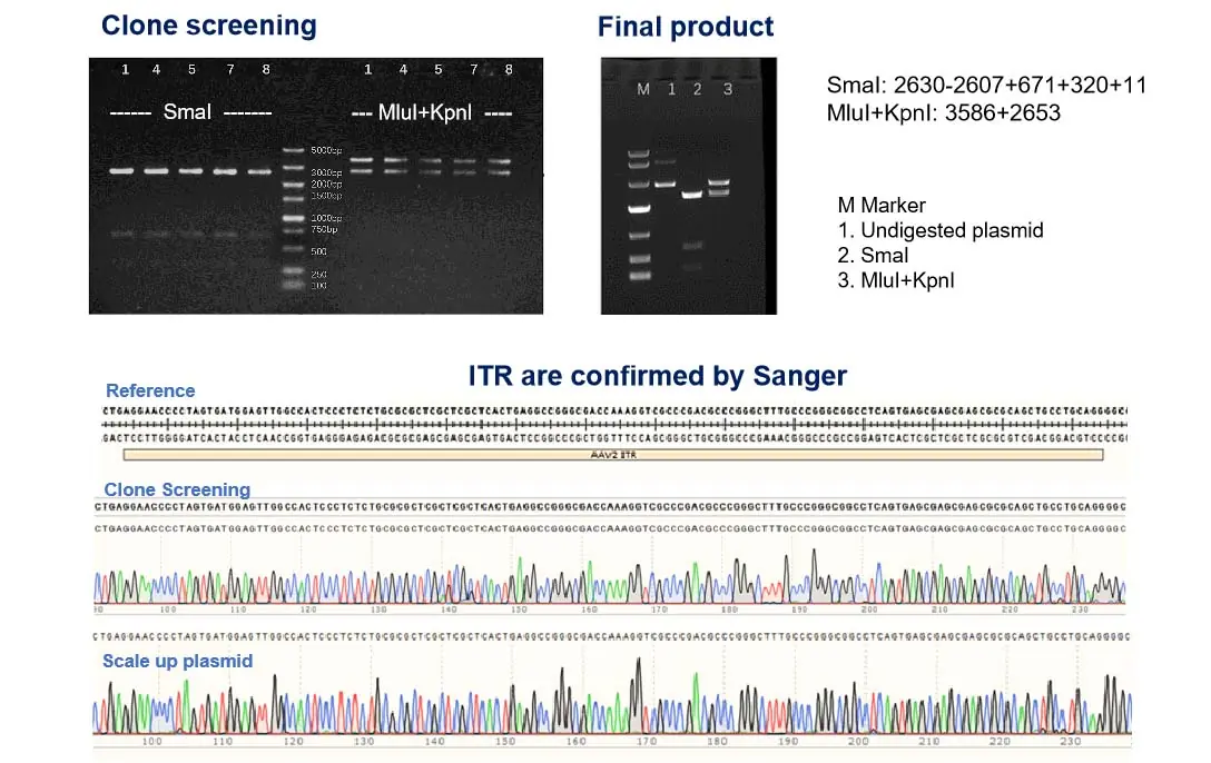 Plasmid integrity validation workflow for AAV production featuring agarose gel electrophoresis clone screening and final product bands, annotated SmaI and MluI+KpnI digestion results, and Sanger sequencing traces confirming ITR regions across clone screening and scale-up plasmids.