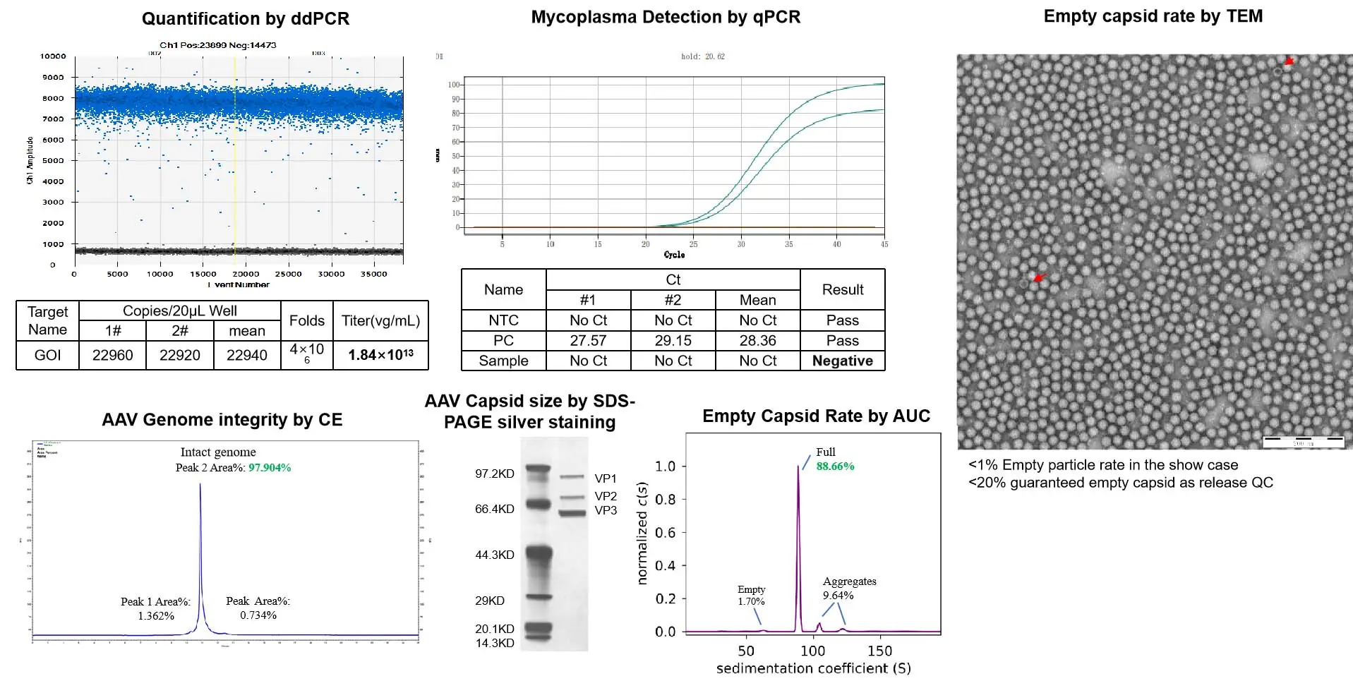 Comprehensive AAV quality and safety testing overview showing ddPCR quantification graph, qPCR mycoplasma detection curve, TEM image of AAV capsids, CE electropherogram for genome integrity, SDS-PAGE capsid protein bands, and AUC sedimentation graph with quantified full and empty capsid ratios.