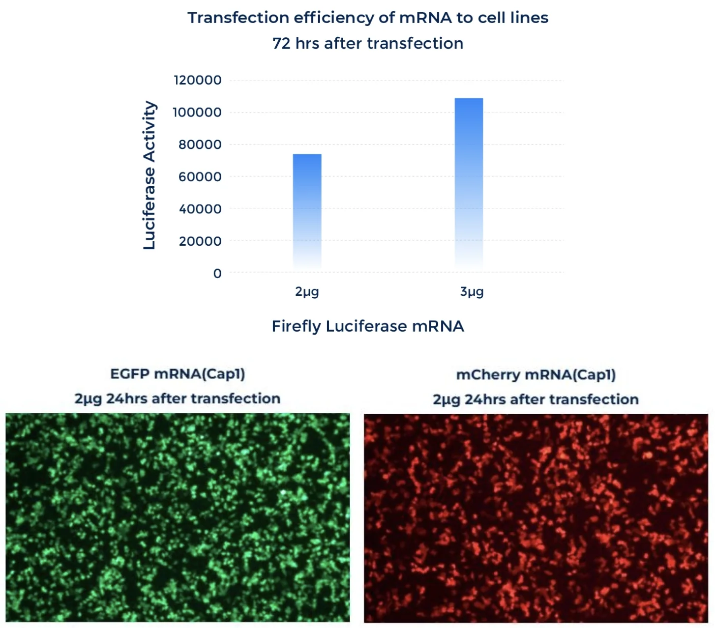 Bar graph and fluorescence microscopy images showing mRNA transfection efficiency in cell lines. Luciferase assay demonstrates dose-dependent expression of Firefly Luciferase mRNA 72 hours post-transfection, while fluorescence images confirm successful EGFP and mCherry mRNA (Cap1) expression 24 hours after transfection, indicating high transfection efficiency and strong protein translation.