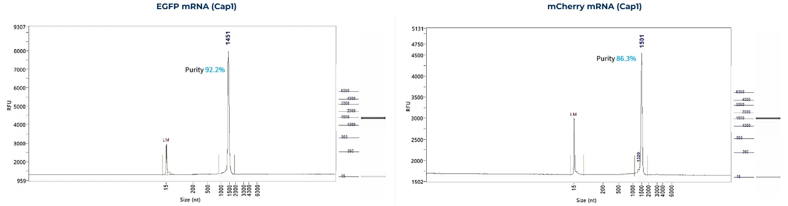 Capillary electrophoresis analysis showing mRNA integrity and purity of EGFP mRNA (92.2%) and mCherry mRNA (86.3%) produced via in vitro transcription (IVT). Each peak indicates full-length transcript with minimal degradation, demonstrating high-quality mRNA suitable for translational and research applications.