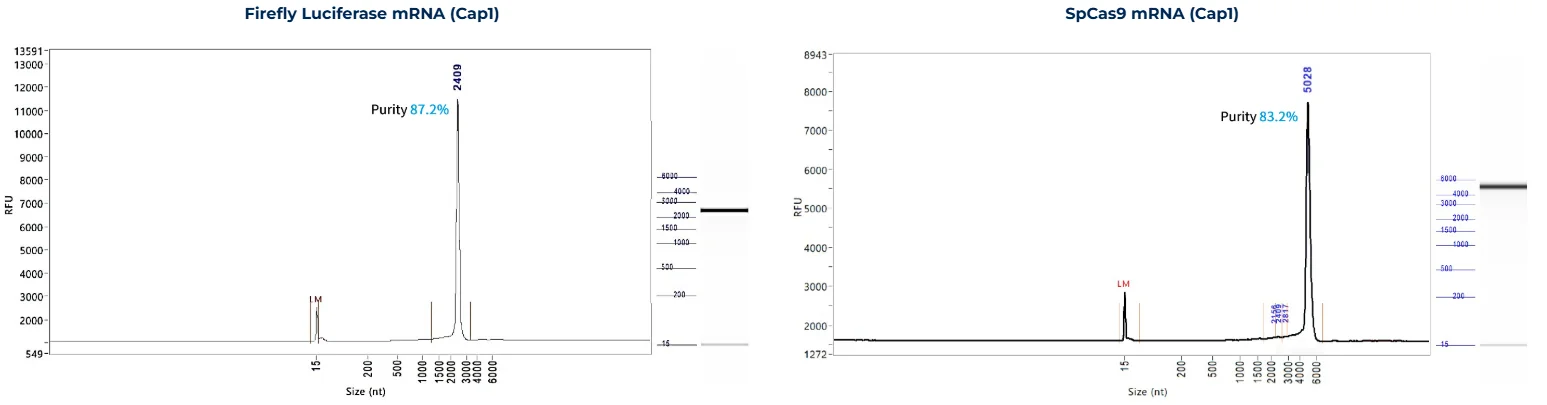 Capillary electrophoresis profiles of Firefly Luciferase mRNA (87.2%) and SpCas9 mRNA (83.2%) showing strong single peaks representing intact full-length transcripts. Results confirm the quality and purity of IVT-produced mRNA for gene expression, genome editing, and vaccine research.