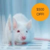 $500 off Animal Mouse Model (Reward)