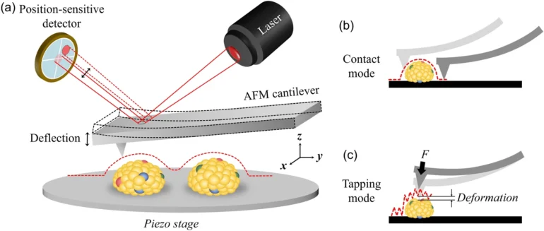 diagram of AFM
