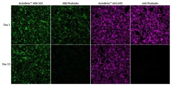 Fluorescence comparison of ActinBrite™ 488/505 and 665/690 conjugates versus competitor phalloidins over 15 days in fixed HeLa cells, highlighting long-term signal retention of ActinBrite™ dyes.