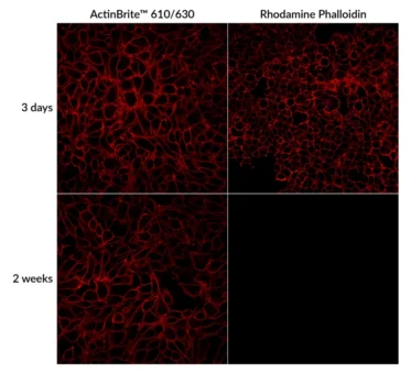 Comparison of ActinBrite™ 610/630 and Rhodamine Phalloidin staining in HeLa cells at 3 days and 2 weeks post-fixation. ActinBrite™ shows superior long-term fluorescence signal stability