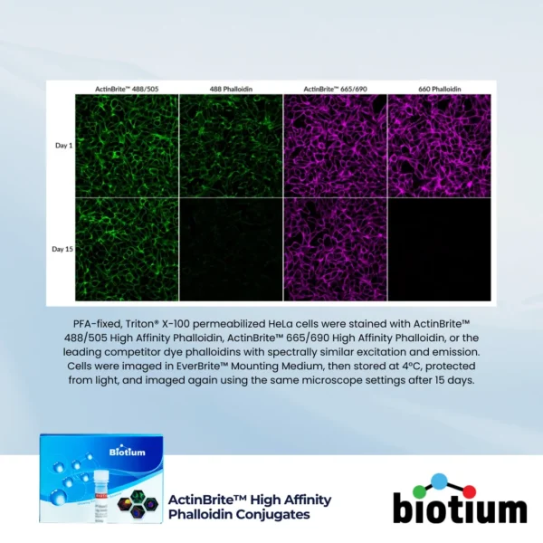Fluorescence comparison of ActinBrite™ 488/505 and 665/690 conjugates versus competitor phalloidins over 15 days in fixed HeLa cells, highlighting long-term signal retention of ActinBrite™ dyes.