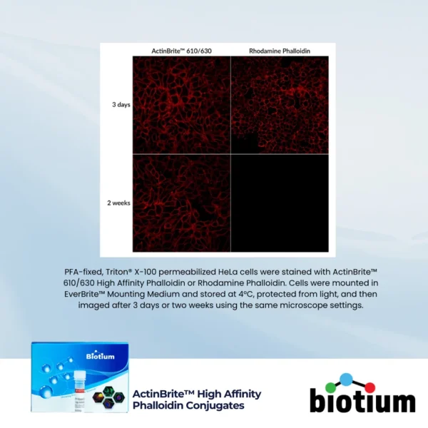 Comparison of ActinBrite™ 610/630 and Rhodamine Phalloidin staining in HeLa cells at 3 days and 2 weeks post-fixation. ActinBrite™ shows superior long-term fluorescence signal stability