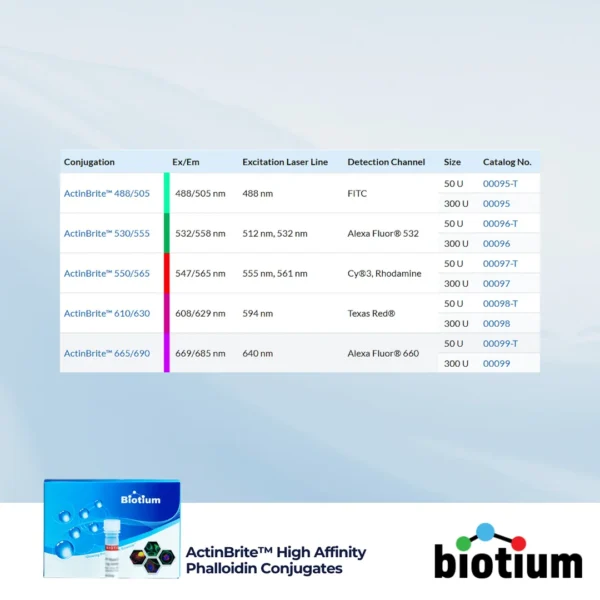 ActinBrite™ High Affinity Phalloidin Conjugates - Image 4