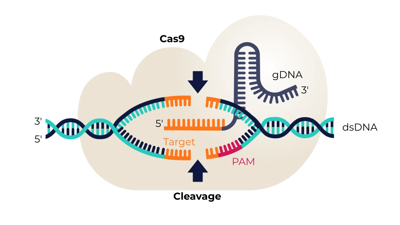 Figure 1: Two-component CRISPR/Cas9 system for genome editing.