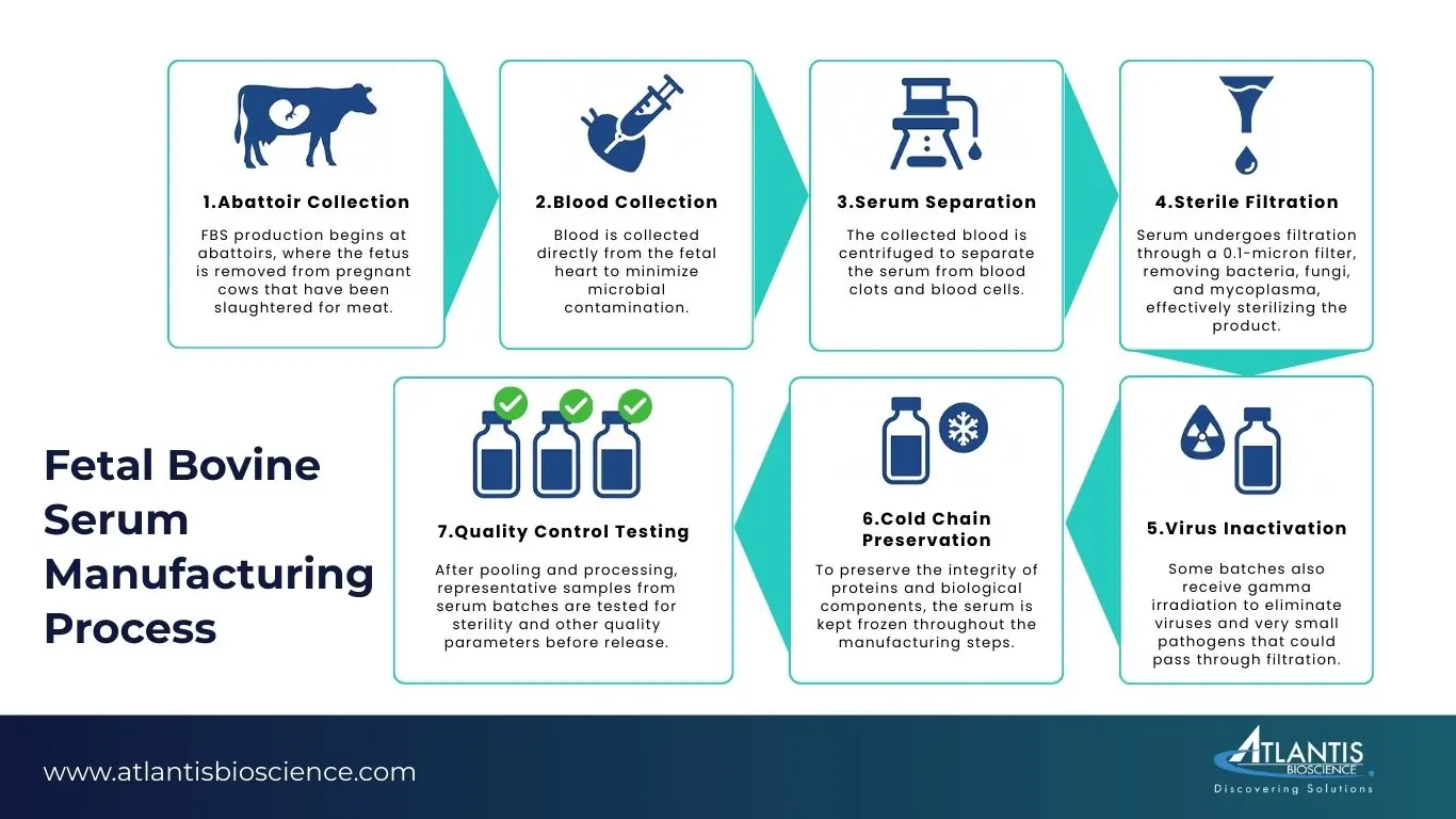 Infographic showing 7 steps in fetal bovine serum (FBS) production: collection at abattoirs, blood extraction, serum separation, sterile filtration, virus inactivation, cold storage, and quality control testing