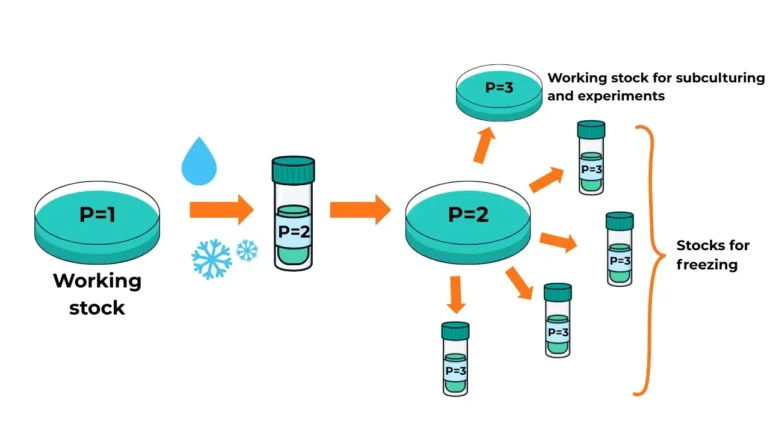 A step-by-step diagram illustrating the determination of cell passage numbers during freezing and subculturing. The process begins with a culture dish labeled "P=1" (Passage 1), noted as the working stock. Cells are trypsinized and cryopreserved into vials labeled "P=2". Upon thawing, these vials are used to seed a new culture dish still labeled "P=2". After subculturing, the cells become Passage 3 (P=3), represented in a new dish and several cryovials. One dish is designated as the working stock for subculturing and experiments, while multiple P=3 vials are labeled as stocks for freezing. Arrows show the direction of the workflow from P=1 through P=3.