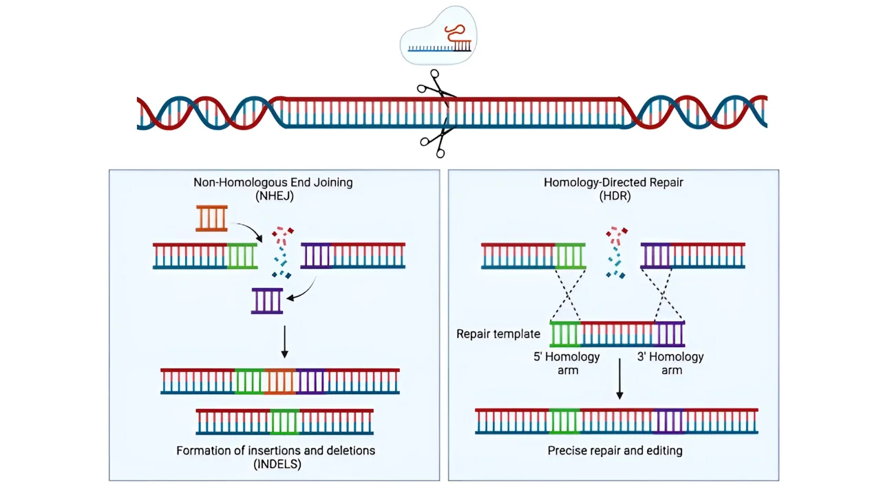 Figure 2: Non-Homologous End Joining (NHEJ): An error-prone repair pathway that directly ligates broken DNA ends without a template, often leading to insertions or deletions (indels). Homology-Directed Repair (HDR): A high-fidelity repair mechanism that uses a homologous/repair template to accurately restore the DNA sequence.
