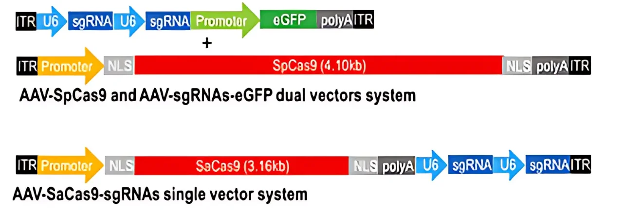 Figure 3: Comparison of Single AAV and Dual AAV Systems. The SpCas9-based dual-vector system uses one AAV vector to express SpCas9 and a second vector to express multiple gRNAs along with a fluorescent reporter gene. In contrast, two gRNAs can be packaged with SaCas9 into a single AAV vector, provided that minimal promoters and polyadenylation signals are utilised.
