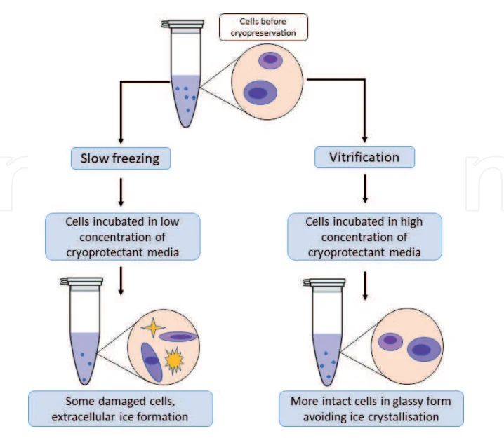 Comparison between Slow freezing and Vitrification.