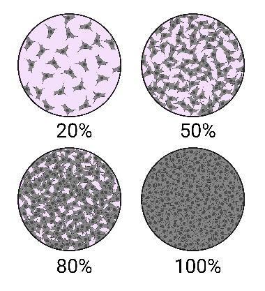 A schematic showing 4 fields of view under a microscope of cells depicted at 20%, 50%, 80% and 100% confluence.