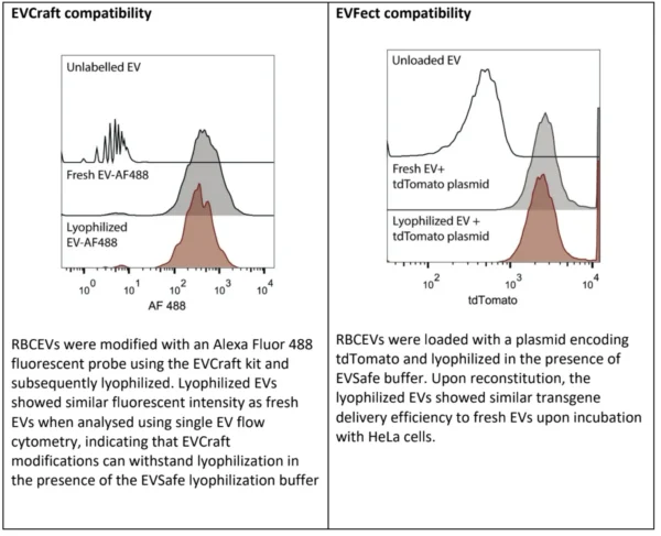 Flow cytometry histograms showing fluorescent signal intensity of EVs modified with EVCraft or EVFect kits before and after lyophilisation with EVSafe buffer.