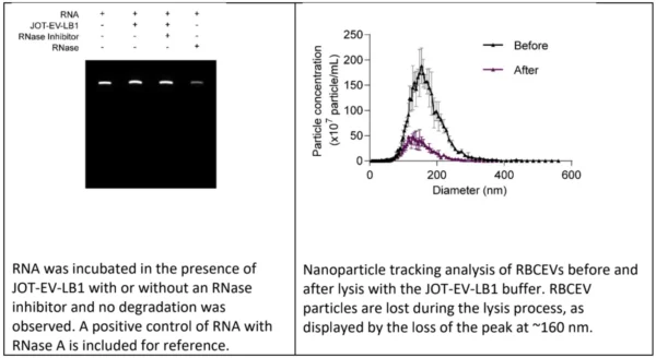Gel electrophoresis showing RNA integrity with and without RNase, and a nanoparticle tracking graph showing EV size distribution before and after lysis.