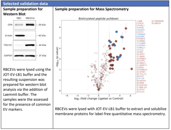 Western blot showing EV protein markers and a volcano plot from mass spectrometry confirming protein solubilisation using JOT-EV-LYSB buffer.