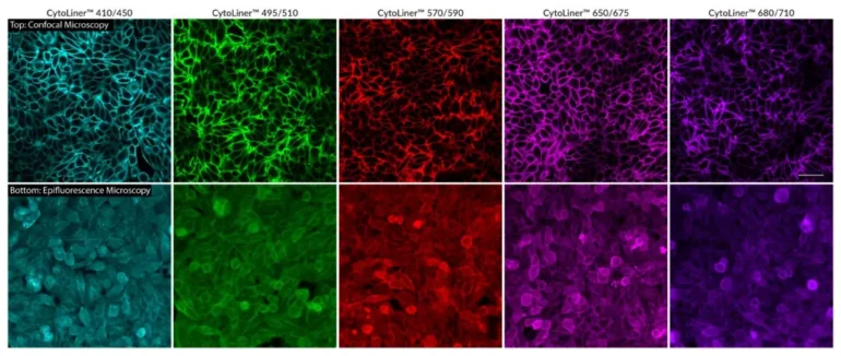 PFA-fixed HeLa cells were permeabilized with PBS/0.1% Triton® X-100 for 10 minutes at room temperature, then stained with 1X CytoLiner™ Fixed Cell Membrane Dye diluted in 1X CytoLiner™ Fixed Cell Staining Buffer for 10 minutes at room temperature, followed by two rinses in PBS. Cells were imaged in PBS by confocal microscopy or epifluorescnence microscopy. Confocal microscopy permits clearer images of cell boundaries in a narrow focal plane, while epifluorescence microscopy captures membrane fluorescence at muliple focal planes of the cell. Scale bar: 50 um for confocal images.