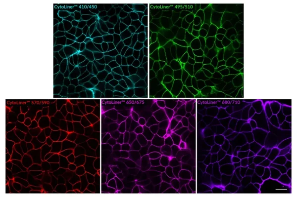 PFA-fixed MCF-7 cells were permeabilized with PBS/0.1% Triton® X-100 for 10 minutes at room temperature, then stained with 1X CytoLiner™ Fixed Cell Membrane Dye diluted in 1X CytoLiner™ Fixed Cell Staining Buffer for 10 minutes at room temperature, followed by two rinses in PBS. Cells were imaged in PBS by confocal microscopy. Scale bar: 20 um.