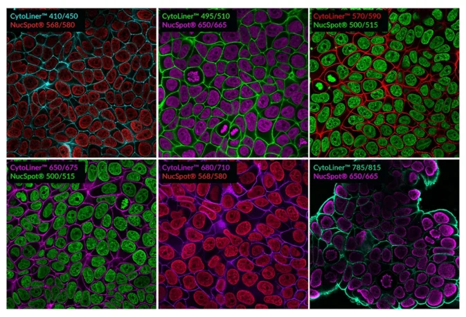 PFA-fixed MCF-7 cells were permeabilized with PBS/0.1% Triton® X-100 for 10 minutes at room temperature, then stained with 1X CytoLiner™ Fixed Cell Membrane Dyes and NucSpot® Nuclear Stains.