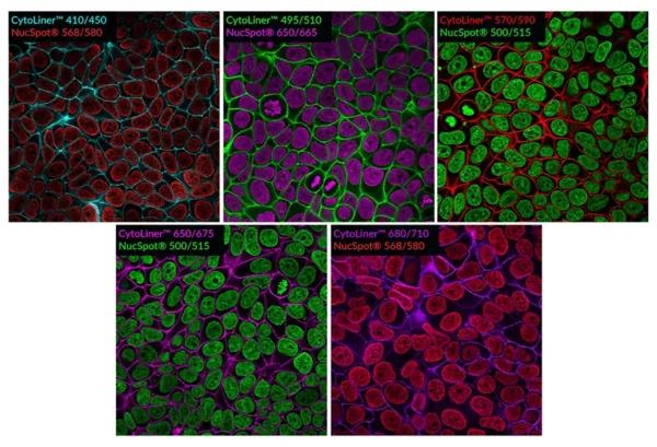 PFA-fixed MCF-7 cells were permeabilized with PBS/0.1% Triton® X-100 for 10 minutes at room temperature, then stained with 1X CytoLiner™ Fixed Cell Membrane Dyes and NucSpot® Nuclear Stains.
