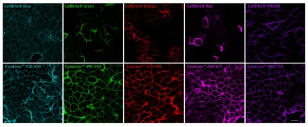 Comparison of fixed cell staining with CytoLiner™ Fixed Cell Membrane Stains versus the classic CellBrite® Cytoplasmic Membrane Dyes. In comparison to the CellBrite® lipophilic carbocyanine dyes, CytoLiner™ dyes show more uniform and reliable staining of PFA-fixed, mildly-permeabilized cell membranes. PFA-fixed cells were permeabilized for 10 minutes at RT with PBS/0.1% Triton® X-100, then rinsed with PBS and stained with CellBrite® Dyes in PBS or CytoLiner™ Stains in 1X CytoLiner™ Buffer for 10 minutes at RT, then rinsed with PBS. Imaged by confocal microscopy; scale bar: 20 um