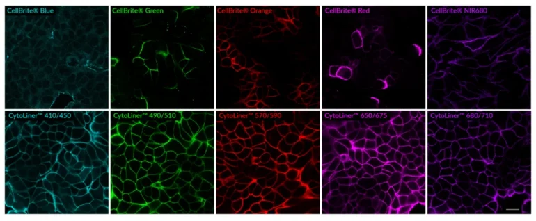 Comparison of fixed cell staining with CytoLiner™ Fixed Cell Membrane Stains versus the classic CellBrite® Cytoplasmic Membrane Dyes. In comparison to the CellBrite® lipophilic carbocyanine dyes, CytoLiner™ dyes show more uniform and reliable staining of PFA-fixed, mildly-permeabilized cell membranes. PFA-fixed cells were permeabilized for 10 minutes at RT with PBS/0.1% Triton® X-100, then rinsed with PBS and stained with CellBrite® Dyes in PBS or CytoLiner™ Stains in 1X CytoLiner™ Buffer for 10 minutes at RT, then rinsed with PBS. Imaged by confocal microscopy; scale bar: 20 um