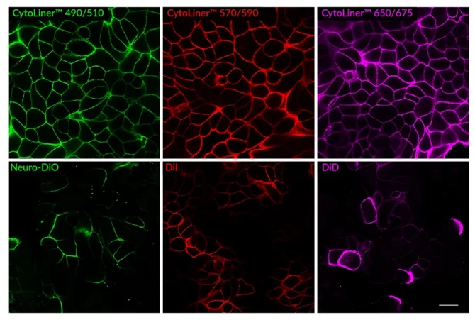 Comparison of fixed cell staining with CytoLiner™ Fixed Cell Membrane Stains versus classic lipophilic carbocyanine membrane dyes. In comparison to the traditional lipophilic carbocyanine dyes, CytoLiner™ dyes show more uniform and reliable staining of PFA-fixed, mildly-permeabilized cell membranes. PFA-fixed MCF7 cells were permeabilized for 10 minutes at RT with PBS/0.1% Triton® X-100, then rinsed with PBS and stained with carbocyanine dyes in PBS or CytoLiner™ Stains in 1X CytoLiner™ Buffer for 10 minutes at RT, then rinsed with PBS. Imaged by confocal microscopy; scale bar: 20 um.