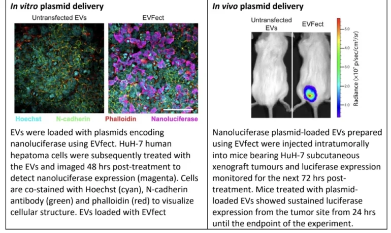 Microscopy images of nanoluciferase expression in vitro and bioluminescence imaging of tumour-bearing mice showing in vivo plasmid delivery using EVfect.