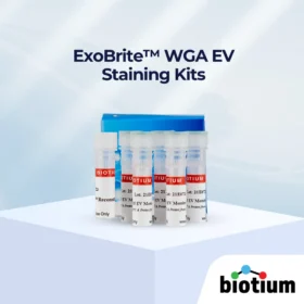 ExoBrite™ WGA EV 染色试剂盒封面图片