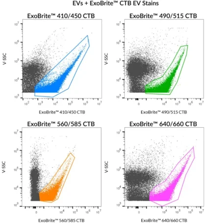 SEC-purified MCF-7-derived EVs were stained with ExoBrite™ CTB EV Stains.
