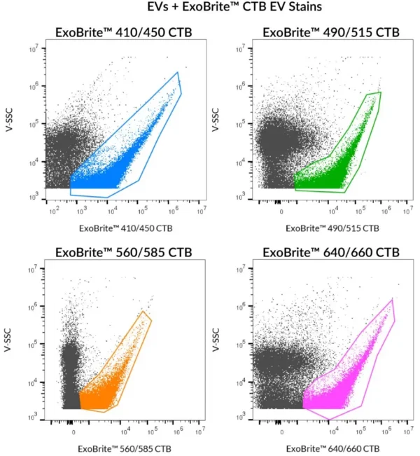 SEC-purified MCF-7-derived EVs were stained with ExoBrite™ CTB EV Stains.