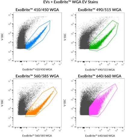 SEC-purified EVs were stained with ExoBrite™ WGA EV Stains. MCF-7 derived EVs were stained with ExoBrite™ 410/450, ExoBrite™ 490/515, or ExoBrite™ 560/585. CHO derived EVs were stained with ExoBrite™ 640/660. 410/450 was detected in the Pacific Blue channel, 490/515 was detected in the FITC channel, 560/585 was detected in the PE channel, and 640/660 was detected in the APC channel.