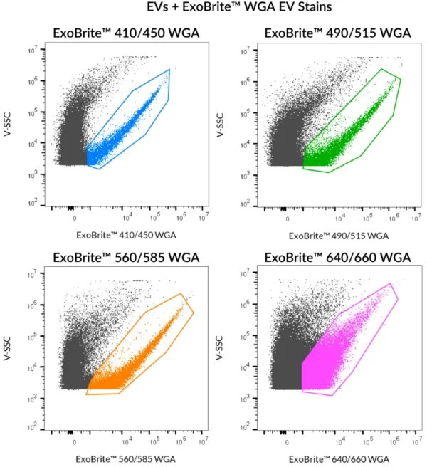 SEC-purified EVs were stained with ExoBrite™ WGA EV Stains. MCF-7 derived EVs were stained with ExoBrite™ 410/450, ExoBrite™ 490/515, or ExoBrite™ 560/585. CHO derived EVs were stained with ExoBrite™ 640/660. 410/450 was detected in the Pacific Blue channel, 490/515 was detected in the FITC channel, 560/585 was detected in the PE channel, and 640/660 was detected in the APC channel.