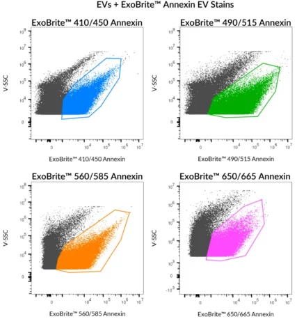 SEC-purified HeLa-derived EVs were stained with ExoBrite™ Annexin EV Stains.
