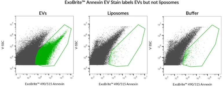 ExoBrite™ 490/515 Annexin EV Stain was used to stain either SEC-purified, Jurkat-derived EVs, or artificial liposomes. Robust staining was seen with the EVs, but the liposomes were not stained. The liposomes in this experiment were prepared from Presome® ACD-1, and were verified to be of similar size and concentration to the EVs using the lipophilic dye di-8-ANNEPS (data not shown). Analysis was performed on a CytoFLEX flow cytometer with SSC detected from the 405 nm laser, and ExoBrite™ detected in the FITC channel. Presome® is a registered trademark of NIPPON FINE CHEMICAL CO., LTD.