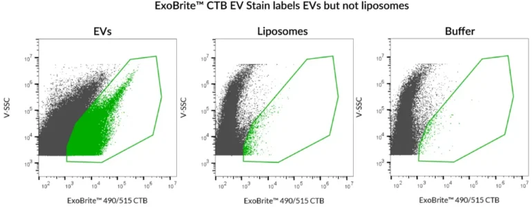 ExoBrite™ 490/515 CTB EV Stain was used to stain either SEC-purified, Jurkat-derived EVs, or artificial liposomes. Robust staining was seen with the EVs, but the liposomes were not stained. The liposomes in this experiment were prepared from Presome® ACD-1, and were verified to be of similar size and concentration to the EVs using the lipophilic dye di-8-ANNEPS (data not shown). Analysis was performed on a CytoFLEX flow cytometer with SSC detected from the 405 nm laser, and ExoBrite™ detected in the FITC channel. Presome® is a registered trademark of NIPPON FINE CHEMICAL CO., LTD.