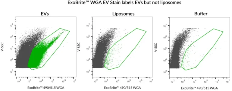 ExoBrite™ 490/515 WGA EV Stain was used to stain either SEC-purified, Jurkat-derived EVs, or artificial liposomes. Robust staining was seen with the EVs, but the liposomes were not stained. The liposomes in this experiment were prepared from Presome® ACD-1, and were verified to be of similar size and concentration to the EVs using the lipophilic dye di-8-ANNEPS (data not shown). Analysis was performed on a CytoFLEX flow cytometer with SSC detected from the 405 nm laser, and ExoBrite™ detected in the FITC channel. Presome® is a registered trademark of NIPPON FINE CHEMICAL CO., LTD.