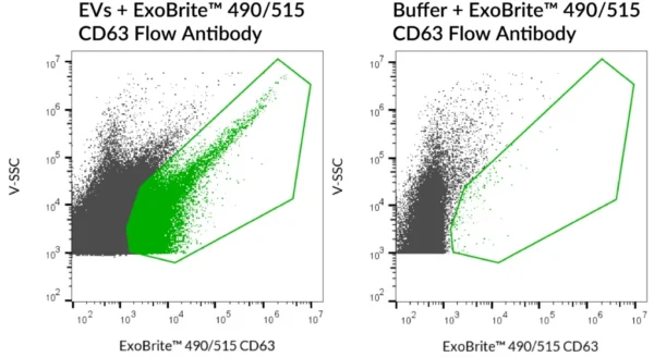 SEC-purified MCF-7-derived EVs were stained with ExoBrite™ 490/515 CD63 Flow Antibody (left). Specific staining was seen, compared with the same antibody in buffer (right). Exosomes were detected on a CytoFLEX LX flow cytometer in the B525 (FITC) channel.