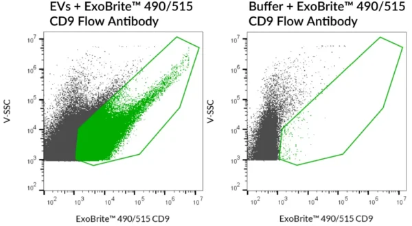 SEC-purified MCF-7-derived EVs were stained with ExoBrite™ 490/515 CD9 Flow Antibody (left). Specific staining was seen, compared with the same antibody in buffer (right). Exosomes were detected on a CytoFLEX LX flow cytometer in the B525 (FITC) channel.