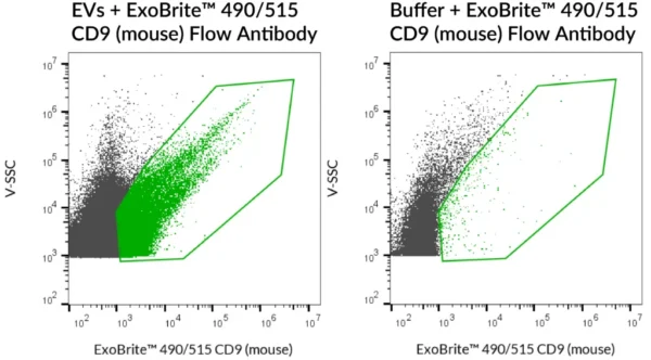 SEC-purified mouse RAW 264.7-derived EVs were stained with ExoBrite™ 490/515 CD9 (mouse) Flow Antibody (left). Specific staining was seen, compared with the same antibody in buffer (right). Exosomes were detected on a CytoFLEX LX flow cytometer in the B525 (FITC) channel.