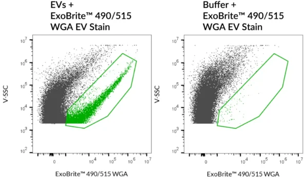 ExoBrite™ WGA EV Staining Kits - Image 4