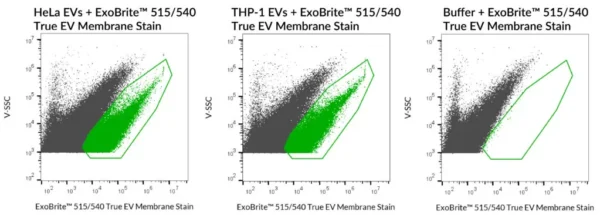 ExoBrite™ True EV Membrane Stains - Image 5