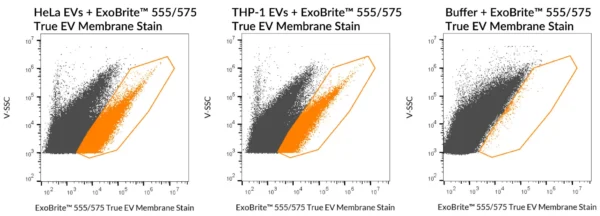 ExoBrite™ True EV Membrane Stains - Image 4