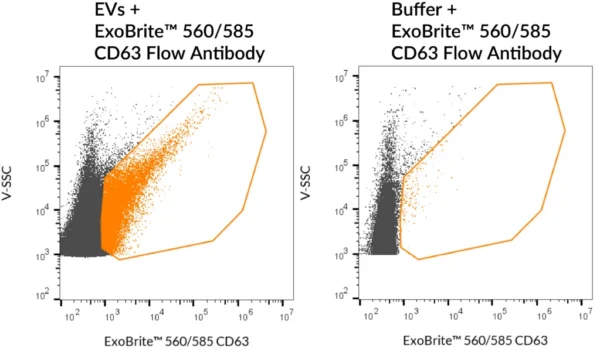 SEC-purified MCF-7-derived EVs were stained with ExoBrite™ 560/585 CD63 Flow Antibody (left). Specific staining was seen, compared with the same antibody in buffer (right). Exosomes were detected on a CytoFLEX LX flow cytometer in the Y585 (PE) channel.