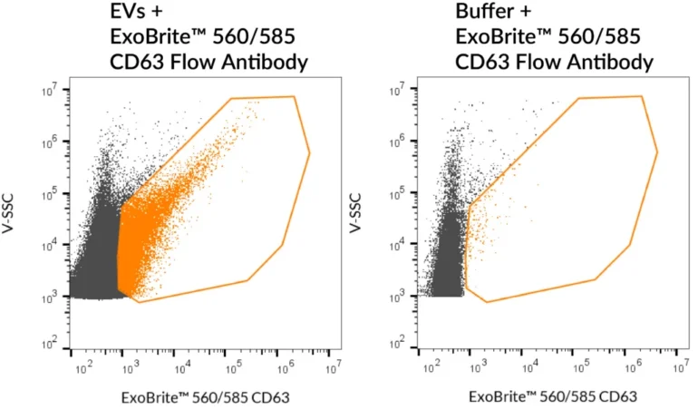 SEC-purified MCF-7-derived EVs were stained with ExoBrite™ 560/585 CD63 Flow Antibody (left). Specific staining was seen, compared with the same antibody in buffer (right). Exosomes were detected on a CytoFLEX LX flow cytometer in the Y585 (PE) channel.