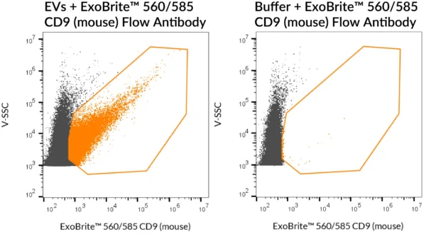 SEC-purified mouse RAW 264.7-derived EVs were stained with ExoBrite™ 560/585 CD9 (mouse) Flow Antibody (left). Specific staining was seen, compared with the same antibody in buffer (right). Exosomes were detected on a CytoFLEX LX flow cytometer in the Y585 (PE) channel.