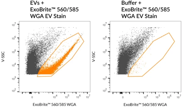 ExoBrite™ WGA EV Staining Kits - Image 6