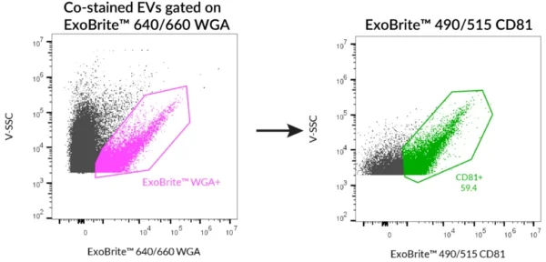 SEC-purified MCF-7-derived EVs were stained first with ExoBrite™ 490/515 CD81 in 100 uL, followed by 1X ExoBrite™ 640/660 WGA EV Stain. EVs were detected on a CytoFLEX LX flow cytometer in the FITC and APC channels. When we gated on ExoBrite™ 640/660 WGA-positive particles, ~60% were also positive for CD81.